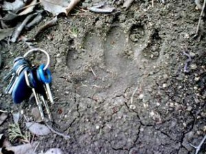 black bear track found in cannon county