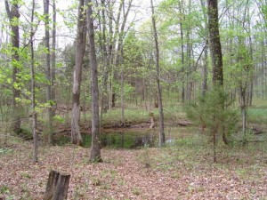 Henry Horton Wild Turkey Trail