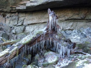 a stump at quilliam cave covered in ice